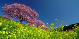 下嘉摩河边盛开的川崎樱花树和油菜花