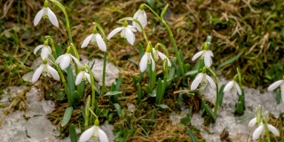 白色的雪花莲盛开在春天的草地上，时光流逝