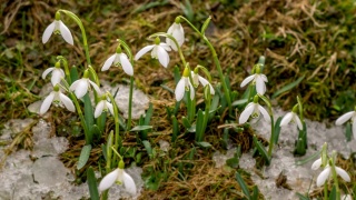 白色的雪花莲盛开在春天的草地上，时光流逝视频素材模板下载