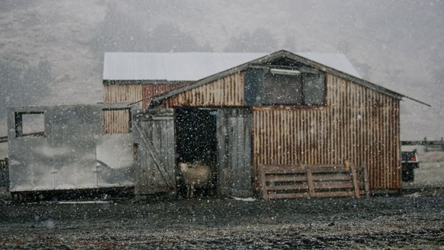 冰岛，绵羊在旧谷仓里，前景是暴风雪