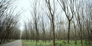泰国夏季橡胶树落叶