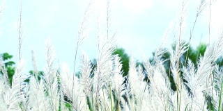 糖精自发的褐色草花在田野上跳舞和蓝天