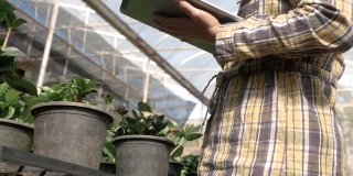 亚洲年轻女性园艺工作者在温室幼苗中使用数字平板。农民使用平板电脑在农业领域工作。