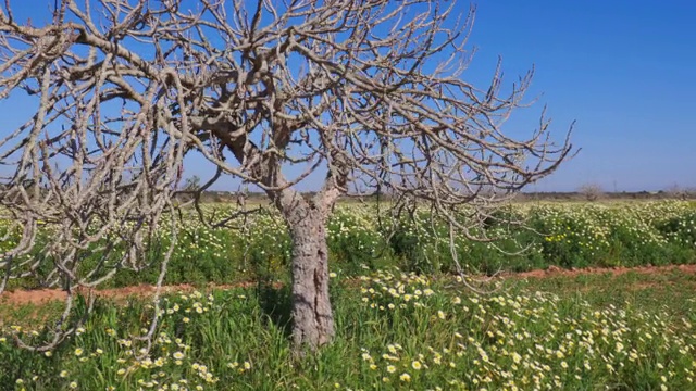 西班牙马略卡岛巴利阿里群岛上的大型雏菊草地/白菊花地和无花果树