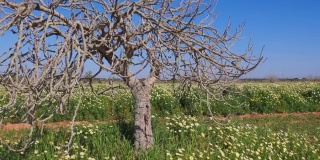 西班牙马略卡岛巴利阿里群岛上的大型雏菊草地/白菊花地和无花果树