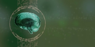 大脑解剖。在绿色背景的胶囊中旋转的真实的人类大脑。