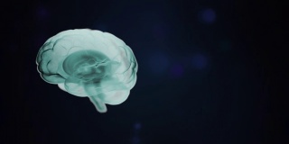 大脑解剖。真实的人类大脑在绿色阴影旋转在黑色的o背景。