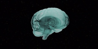 大脑解剖。真实的人类大脑在绿色阴影旋转在黑色的o背景。