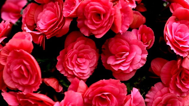 盛开的美丽的粉红色玫瑰轻轻摇动从风，充分的框架，使用的背景