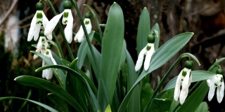 White faded spring flowers snowdrop or common snowdrop (Galanthus nivalis) is spring symbols.