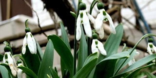 白色褪色的春天花雪花莲或普通雪花莲(雪花莲)是春天的象征。