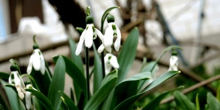 白色褪色的春天花雪花莲或普通雪花莲(雪花莲)是春天的象征。