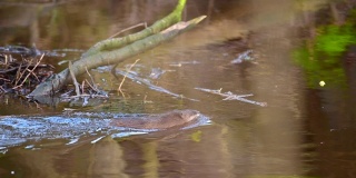 一只麝鼠正游过德国北部的一条小河