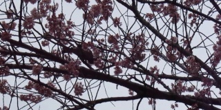 日本。3月。春天的开始。花树上的杂技演员。