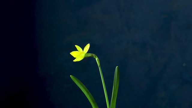 水仙花盛开的时间流逝剪出，经典的蓝色背景。4 k的视频。