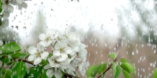 雨中盛开的樱花枝。特写镜头。缓慢的运动。水滴落在绿叶和白花上。关闭了。春天樱花盛开。