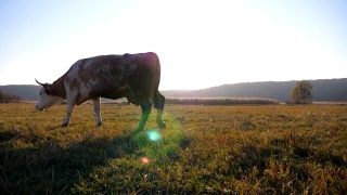 牛走过田野，背景是美丽的乡村风景。在牧场上吃草的牛。风景优美的乡村景象。农业的概念。慢镜头视频素材模板下载