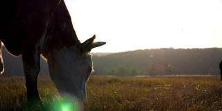 奶牛在草坪上吃新鲜的绿草。日落时分在牧场上吃草的动物。美丽的乡村风景作为背景。农业的概念。慢镜头
