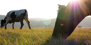 牛在草坪上吃新鲜的绿草。阳光灿烂的日子里，一群牛在牧场上吃草。美丽的乡村景观，以阳光为背景。农业的概念。慢动作低侧视图