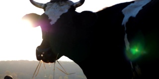 黑牛嚼着草，好奇地看着镜头。在牧场上吃草的牛。美丽的乡村景观与明亮的阳光在背景。农业的概念。慢镜头