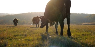 牛在田野中行走，背景是美丽的乡村风景。在牧场上吃草的一群牛。风景优美的乡村景象。农业的概念。慢镜头