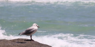 海鸥在海滩岩石热带海洋假日夏天