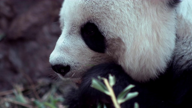 熊猫在吃食物，近距离看。