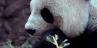 熊猫在吃食物，近距离看。