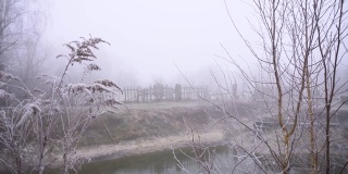 在浓雾的背景下，美丽的植物树枝在白霜中。为你的视频储备背景