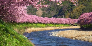 河岸上盛开着油菜花的川崎樱花树