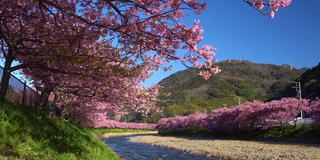 河岸上盛开着油菜花的川崎樱花树