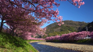 河岸上盛开着油菜花的川崎樱花树视频素材模板下载