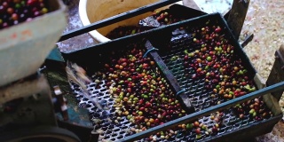 阿拉比卡咖啡的樱桃在工厂的过程中，收获的樱桃在机器为纸浆由机器