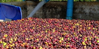 阿拉比卡咖啡的樱桃在工厂的过程中，将收获的樱桃在水中发酵，然后用机器去除果肉