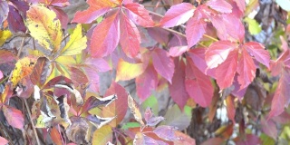 秋天，树上的叶子黄，红，绿。秋风吹过树叶。金色的秋天在森林和公园里。4K视频片段