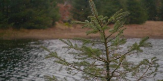 一棵树在前景中移动，而tarn在后面流动，雪漫天飞舞