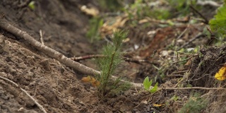 地上的小松树苗。通过新种植恢复森林人工林。年轻的松树生长。植物生长。生长在森林中的松树的幼芽