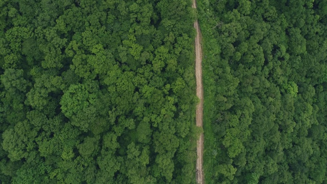 林中小路鸟瞰图