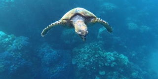 在海里游泳的玳瑁海龟。