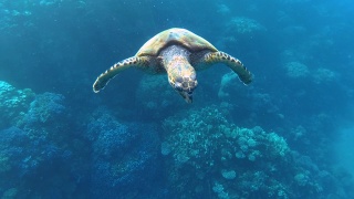 在海里游泳的玳瑁海龟。视频素材模板下载