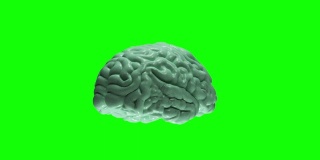 人类大脑|可循环股票视频