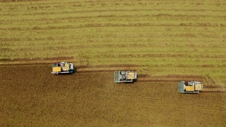 鸟瞰图联合收割机在稻田作业。视频素材模板下载