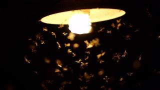 飞蛾沿着灯泡飞视频素材模板下载