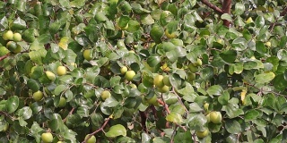 拉贾斯坦邦的枣树上结着枣子