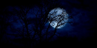 深夜光秃秃的树后的巨大满月