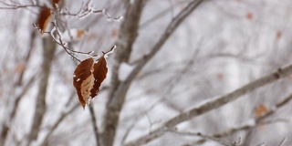 结霜的森林树枝冬天的雪景浅的田野上的枯叶