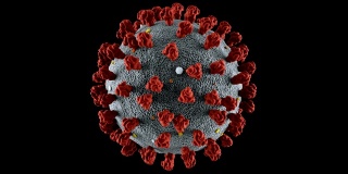 冠状病毒，可循环，包括阿尔法香奈儿