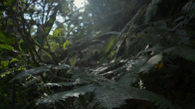 夏日的森林里，阳光照在树叶上。近距离观察阳光下茂密的热带雨林植物。