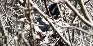 两只乌鸦在大雪纷飞的冬天筑巢