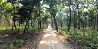 第一人称视角的印度森林Safari在印度中部